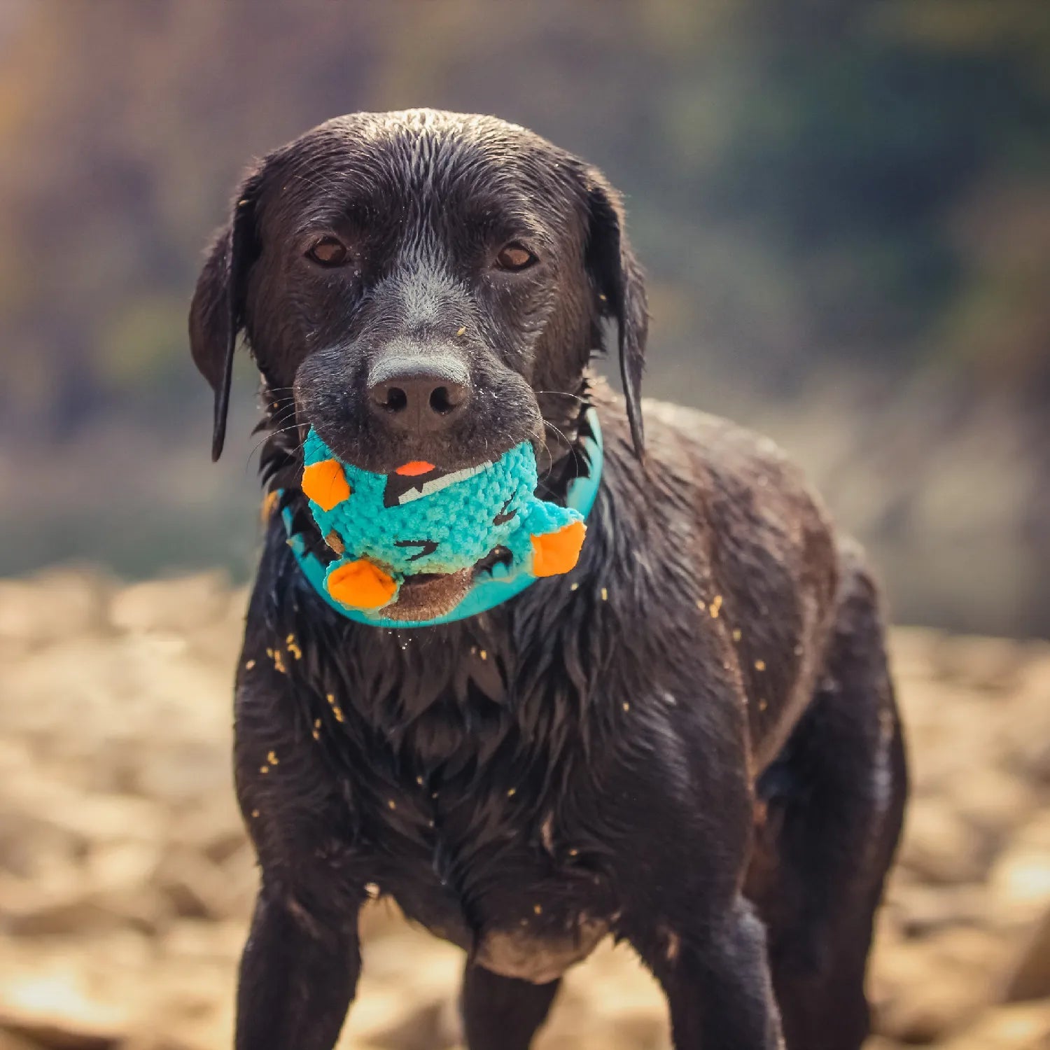 The Benefits of Interactive Toys for Your Pet's Mental and Physical Health - Pets Paradise