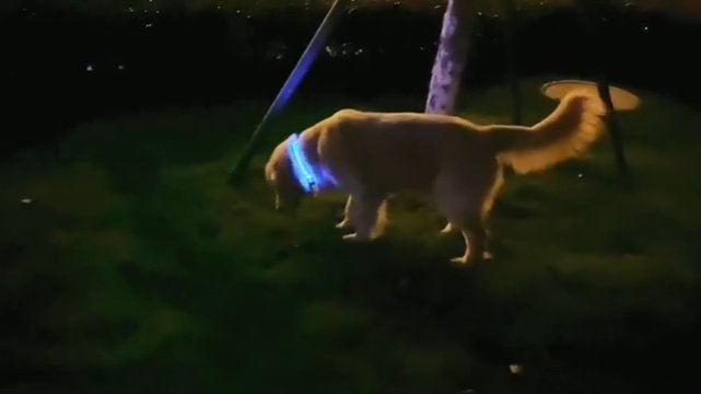 LED Glowing Dog Collar - Pets Paradise