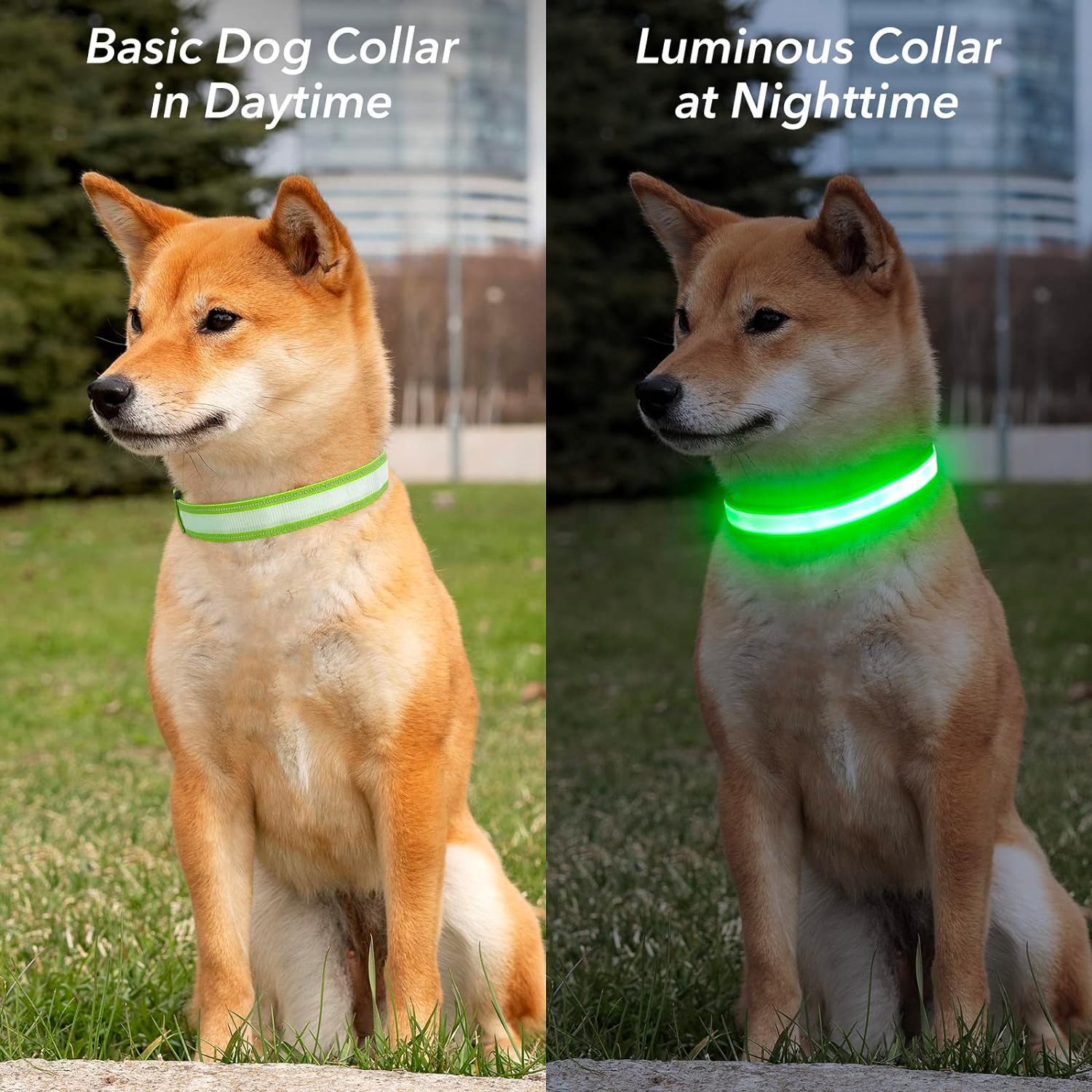 LED Glowing Dog Collar - Pets Paradise