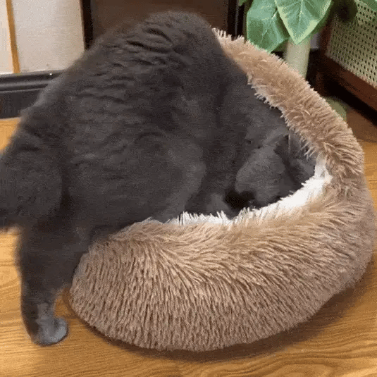 NestEase™ Nest Cat Bed | Grab The Black Friday Special Deals